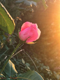 Close-up of pink flower blooming outdoors