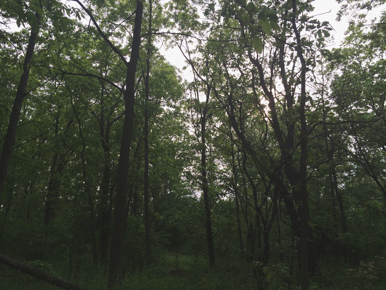 tree, growth, tranquility, forest, tree trunk, tranquil scene, nature, beauty in nature, branch, woodland, scenics, green color, lush foliage, low angle view, non-urban scene, sunlight, day, landscape, outdoors, idyllic