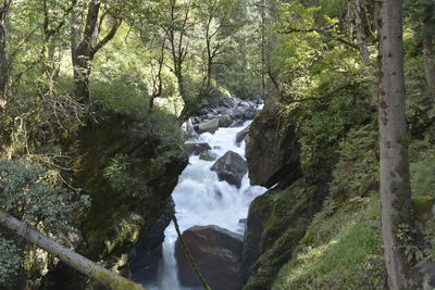Scenic view of waterfall in forest