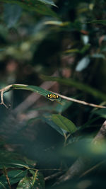 Close-up of insect on plant