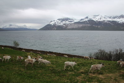 Sheep grazing on field by lake against sky