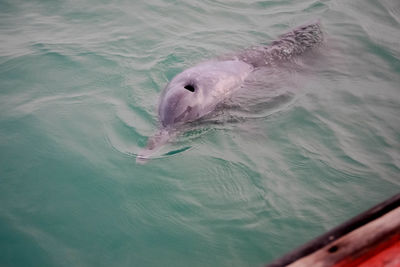 Close-up of duck swimming in sea