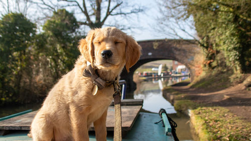 Close-up of dog