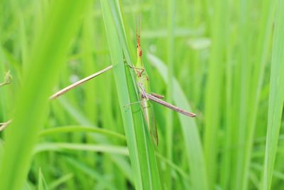 Close-up of grasshopper on grass