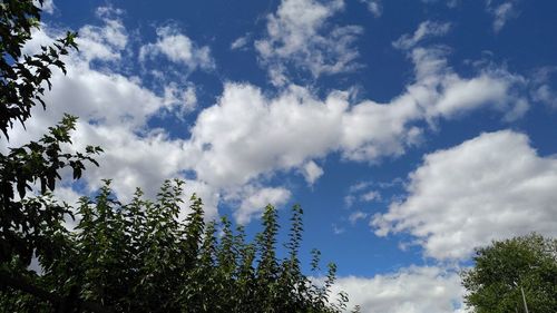 Low angle view of trees against blue sky