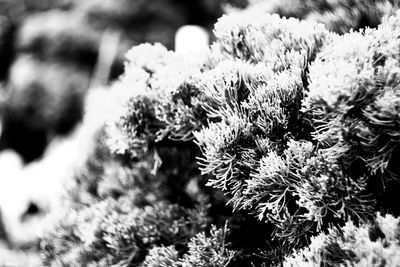 Close-up of plants in winter