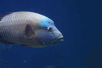 Underwater view of a blue water