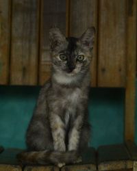 Portrait of cat sitting on table