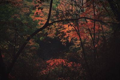 Trees in forest