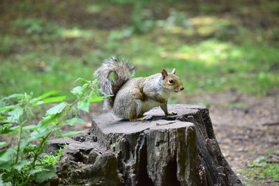 View of squirrel on field