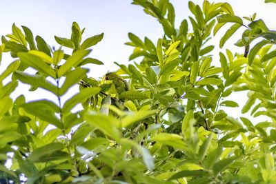 Low angle view of fresh green leaves against sky