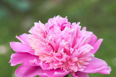 Close-up of pink flower