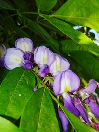 Close-up of purple flowers blooming outdoors