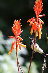 Close-up of orange flowering plant