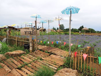 Plants growing on land against sky