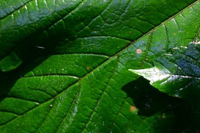 Close-up of leaves