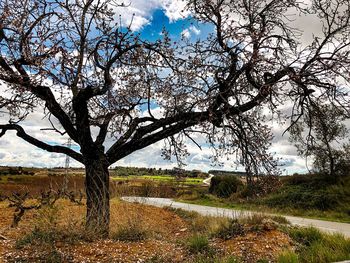 Bare tree on field against sky