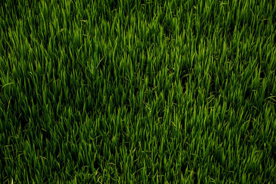 High angle view of bamboo on field