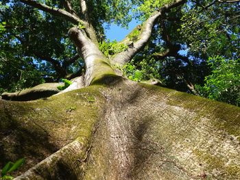 Low angle view of trees growing in forest