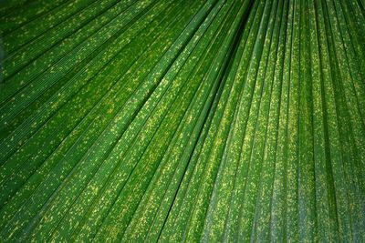 Full frame shot of palm tree