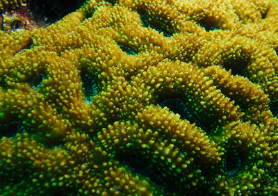 Full frame shot of coral in sea