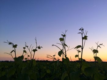 Plants on field against clear sky during sunset