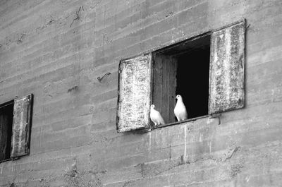 Bird on window