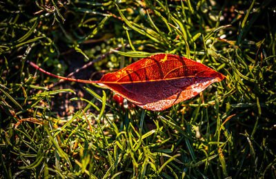 Close-up of dry leaves on grass