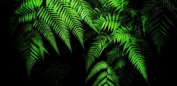 Close-up of palm tree leaves against black background