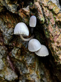 Close-up of mushroom growing on tree trunk