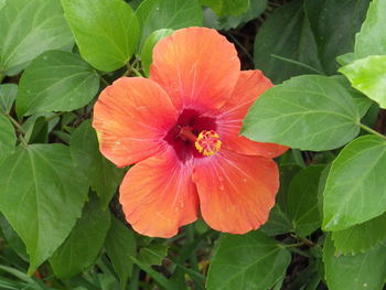 Close-up of orange flower blooming outdoors