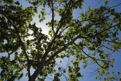 Low angle view of trees