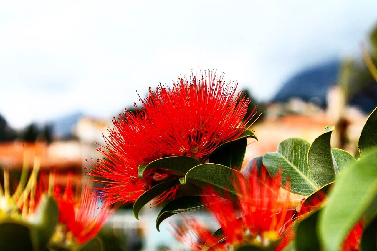 flower, petal, fragility, freshness, flower head, focus on foreground, growth, red, close-up, plant, beauty in nature, blooming, nature, single flower, in bloom, stem, selective focus, leaf, pollen, outdoors