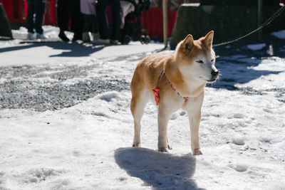 Dog standing in snow