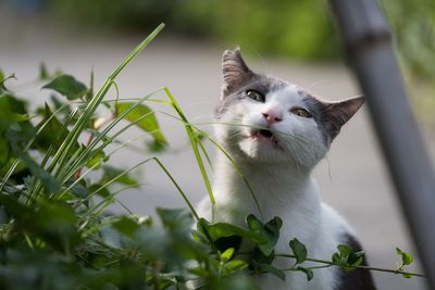 Close-up of cat looking away