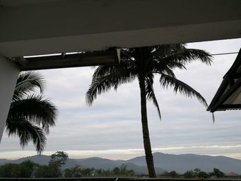 Trees against sky