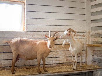 Two hand-held adult goats in a barn on the farm. horizontal orientation, selective focus.