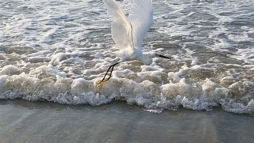 Seagull on sea shore