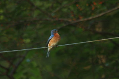 Close-up of bird perching on branch against blurred background