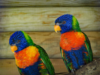 Close-up of parrot perching on wood