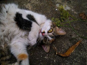 High angle portrait of cat lying on footpath