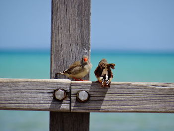 Pigeons perching on beach against sky