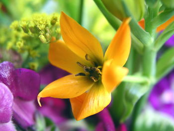 Close-up of yellow flowering plant