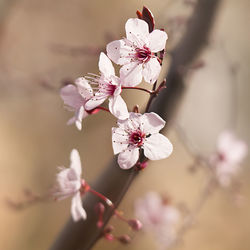 Close-up of pink flowers