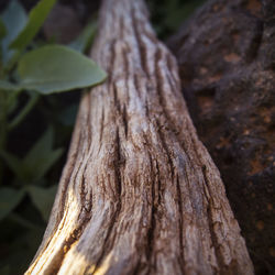 Close-up of tree trunk