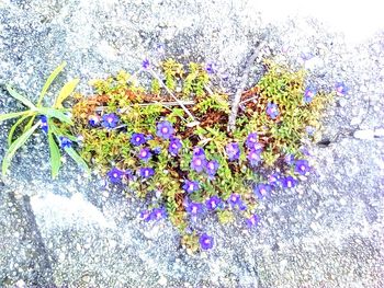 Close-up of purple flowers blooming outdoors