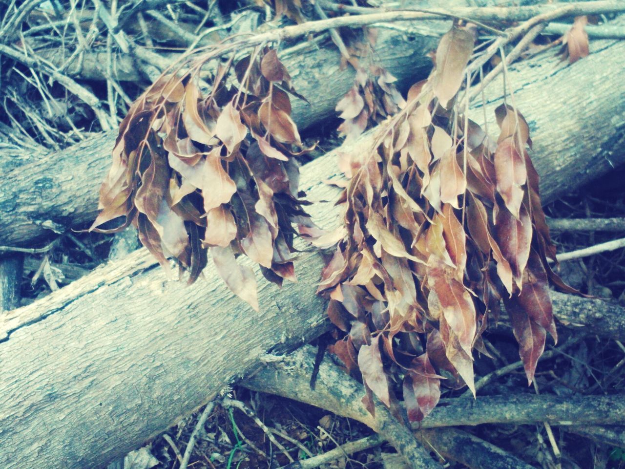 wood - material, dry, leaf, nature, close-up, field, forest, day, log, outdoors, high angle view, grass, no people, animal themes, autumn, season, twig, change, dead plant, focus on foreground