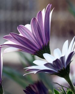 Close-up of purple flower