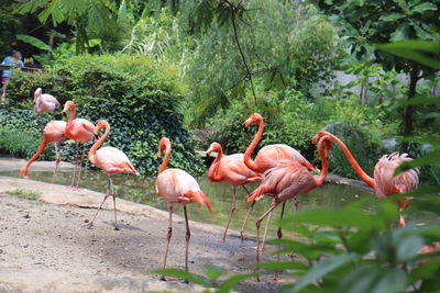 Flamingos gathering