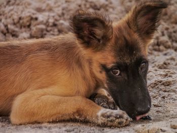 Close-up portrait of dog lying down on ground